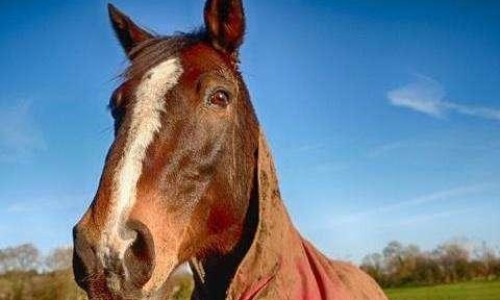 中药白药的功效与作用-中药白芥子有什么作用和功效专区_中药白芥子的副作用专区_中药白芥子有什么作用网